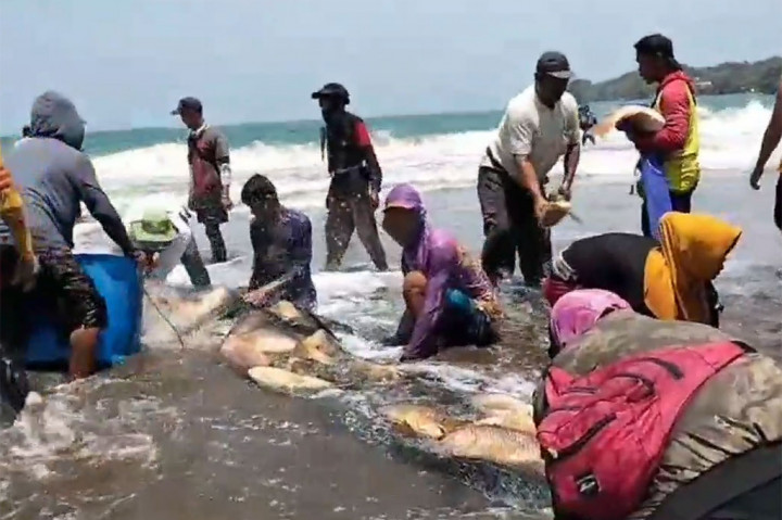 Heboh! 2,6 Ton Ikan Kakap Merah Terdampar di Pantai