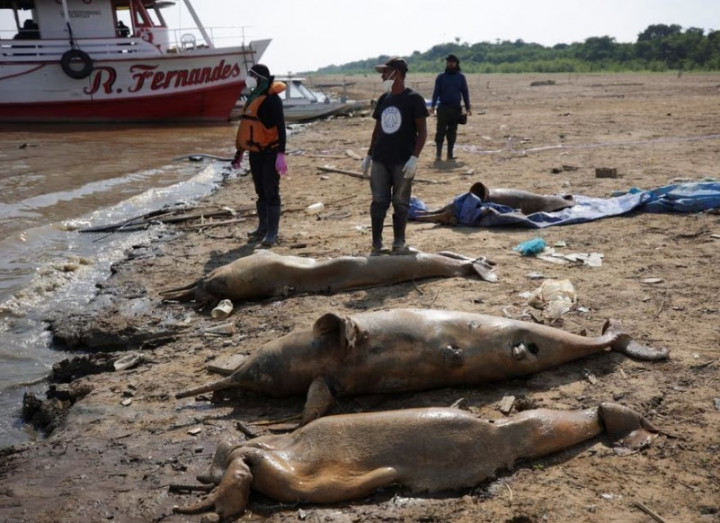 Ratusan Lumba-lumba di Sungai Amazon Mati Akibat Suhu Ekstrem