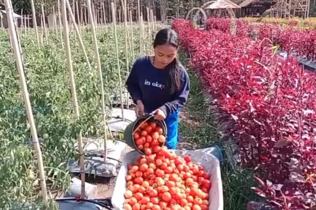 Harga Tomat di Tangan Petani Anjlok
