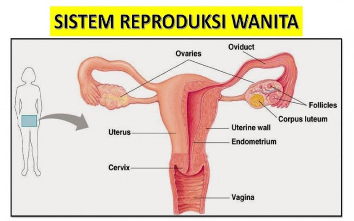 Mengenal Organ Reproduksi Wanita Beserta Fungsinya