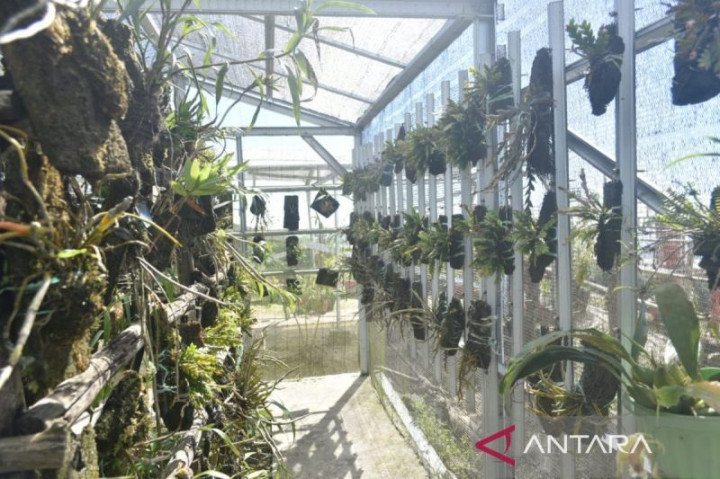 Petani di Lereng Merapi Berupaya Lestarikan Tanaman Endemik