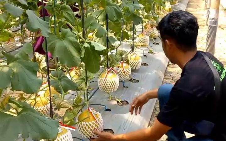 Kabupaten Jepara Pertama Kali Ekspor Melon dan Semangka