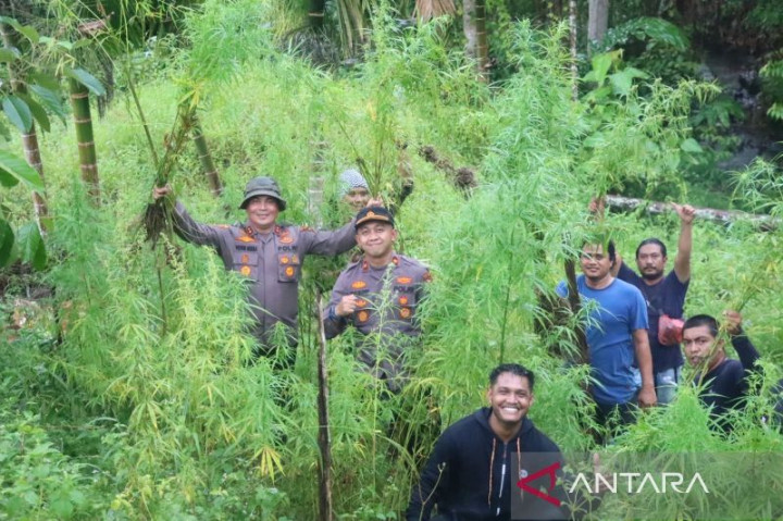 Polisi Temukan 5 Hektare Ladang Ganja di Aceh Utara