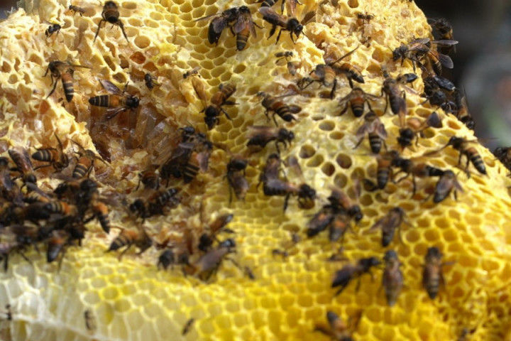 Ragam Manfaat Madu Hutan untuk Kesehatan