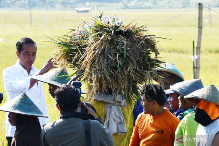 Presiden Panen Raya Padi di Subang: Tambah Cadangan Beras saat El Nino
