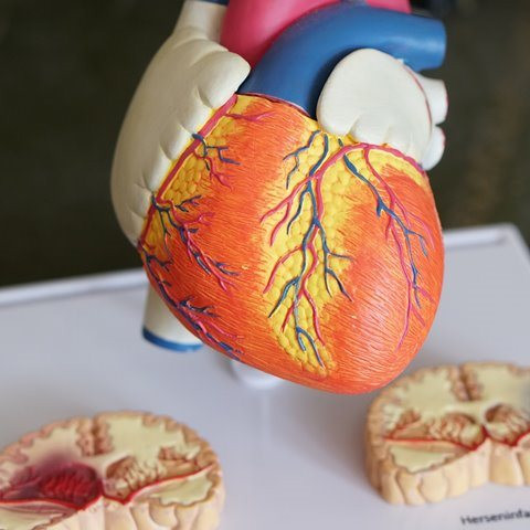 Selain Jaga Kesehatan Gigi, Ini 6 Tindakan Penurunan Risiko Sakit Jantung