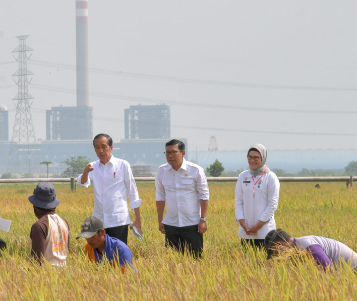 Tinjau Panen Raya Indramayu, Presiden Pastikan Produksi Beras Nasional