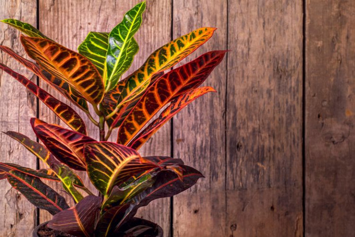 5 Tanaman Hias yang Tahan Panas Matahari, Cocok Diluar Rumah