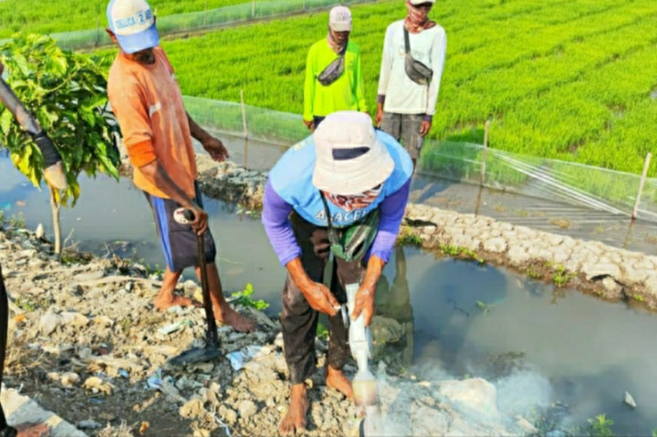 Ratusan Hektare Sawah di Karawang Diserang Hama Tikus