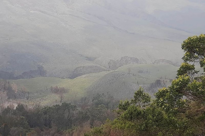 Pascakebakaran Hebat, Sabana Bromo Mulai Kembali Menghijau