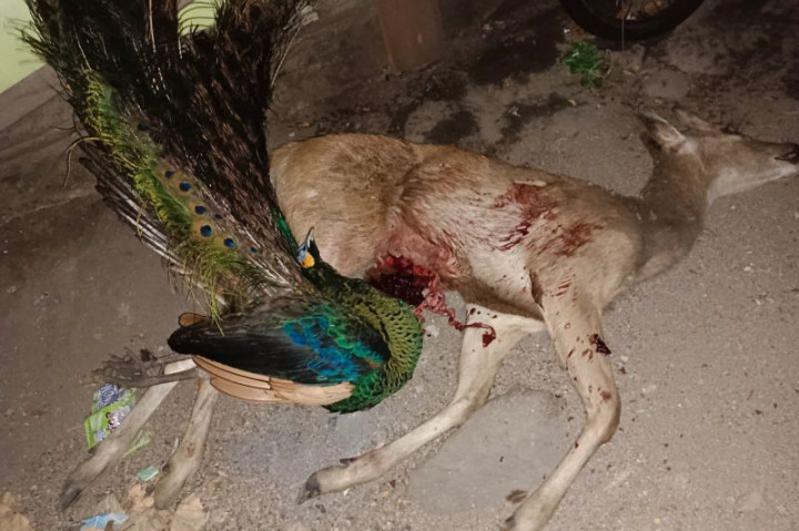 Petugas Tangkap 3 Pemburu Liar di Taman Nasional Baluran Situbondo