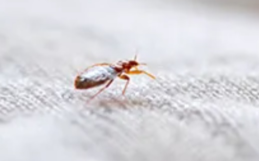 Wabah Kutu Busuk Serang Prancis, Warga Buang Kasur ke Jalanan