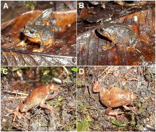 BRIN Temukan Katak Jenis Baru Endemik Sulawesi, Oreophryne Riyantoi