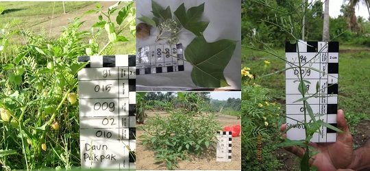 Peneliti BRIN Ungkap Potensi Tanaman Obat Atasi Tumor dan Kanker