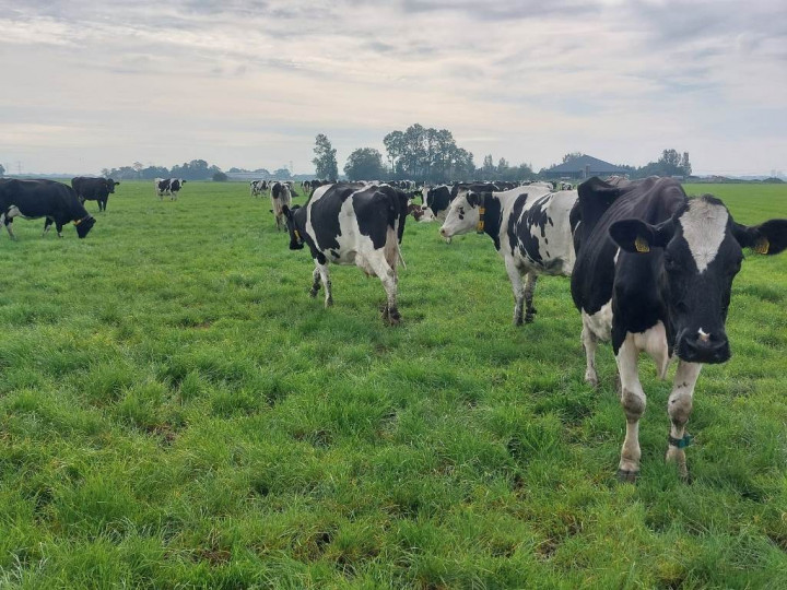 Demi Peternakan yang Berkelanjutan, 12 Peternak Muda Menimba Ilmu ke Belanda