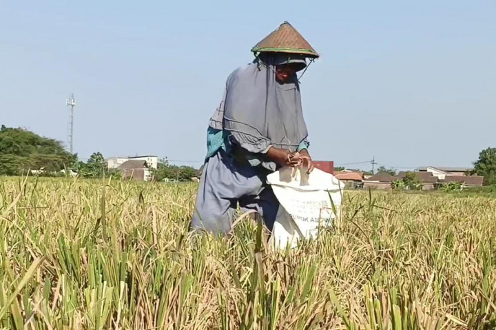 Sosok Ibu Paruh Baya Pengais Sisa Panen Padi di Tengah Mahalnya Harga Beras