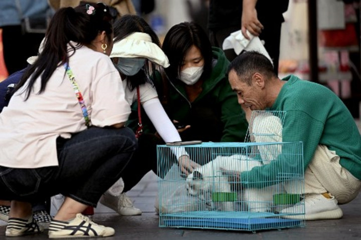 Nyaris Dibunuh untuk Dijual, 1.000 Kucing di Tiongkok Berhasil Diselamatkan
