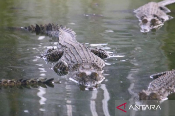 Pj Gubernur Kaltim Sebut Tempat Penampungan Buaya Riska Tidak Layak