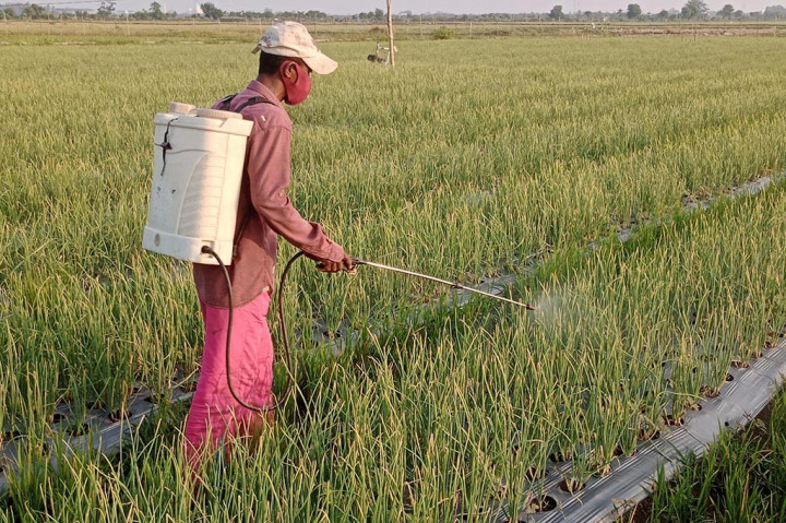 <i>Dear</i> Amran, Deretan Tugas Ini Menanti Diselesaikan Biar Pertanian Makin Makmur!