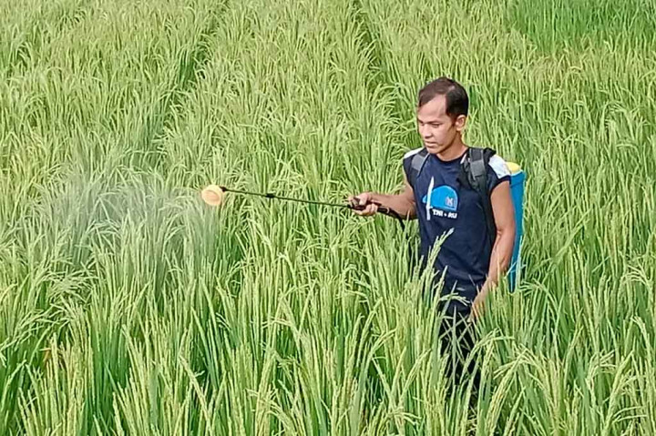 Puluhan Ha Sawah di Aceh Diserang Walang Sangit
