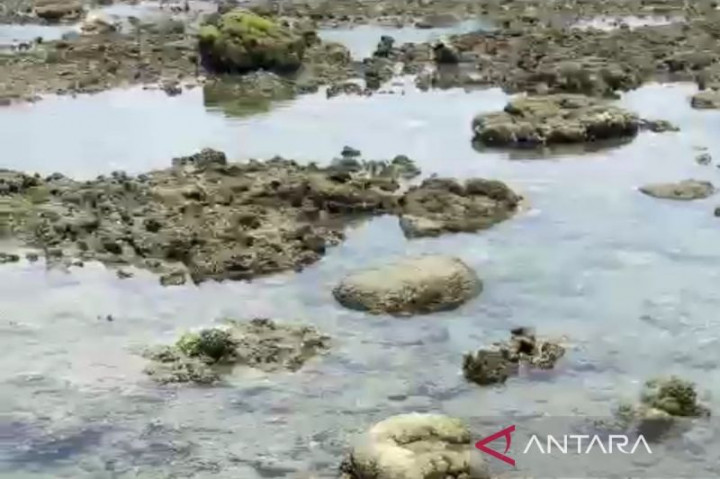 Fenomena Anomali Suhu Muka Laut di Bengkulu Pemicu Ikan Menepi