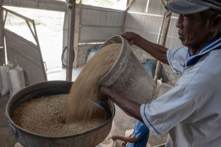 Produksi Beras Sulteng Surplus 100 Ribu Ton Lebih