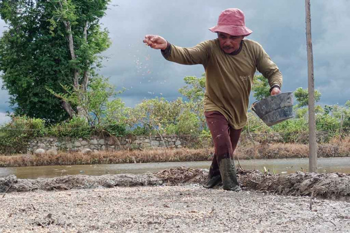 Kejar Dua Kali Tanam, Petani Pidie Bajak Sawah Lebih Awal