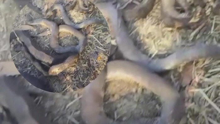 Populer Daerah: Viral Bangkai Ular hingga Kunjungan Wisatawan Gunung Bromo Kembali Normal