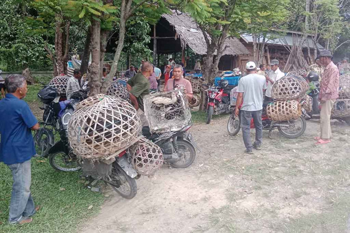 Musim Maulid Harga Ayam Kampung di Aceh Meroket