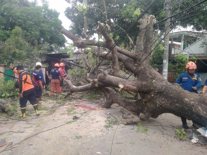 Pengendara Motor Tewas Tertimpa Pohon di Tangerang