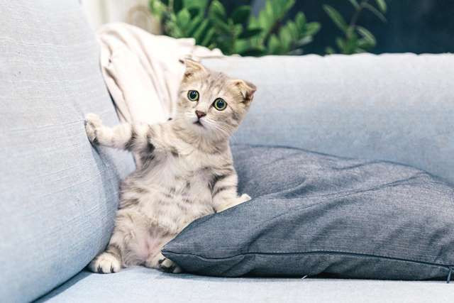 Urine kucing memiliki aroma amonia yang kuat dan dapat menempel pada perabotan. (Foto: Ilustrasi/Dok. Pexels.com)