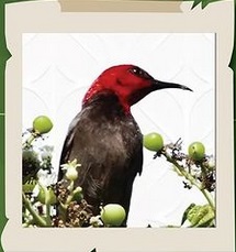 Kenalan Yuk 3 Spesies Flora dan Fauna Baru di Indonesia