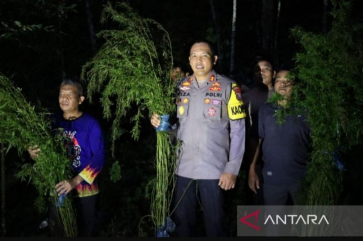 Ladang Ganja Seluas 5 Hektare di Mandailing Natal Dimusnahkan