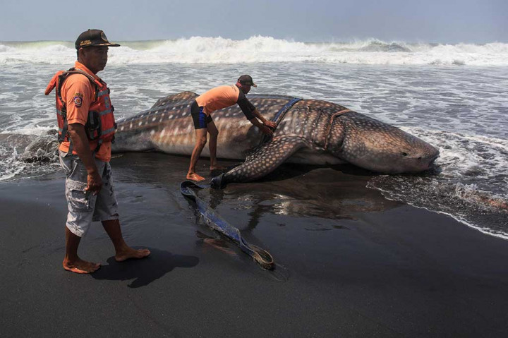 Hiu Paus Raksasa Terdampar di Pantai Kulonprogo