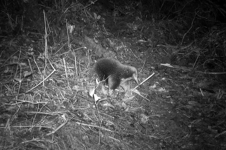 Dianggap Punah, Echidna Attenborough Ditemukan Kembali di Papua