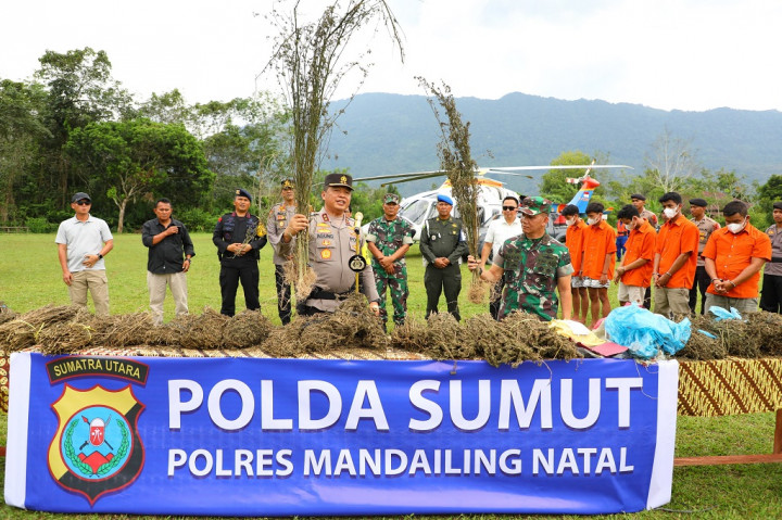 Gunakan Teknologi Citra Satelit, Polda Sumut Temukan 150 Ha Ladang Ganja