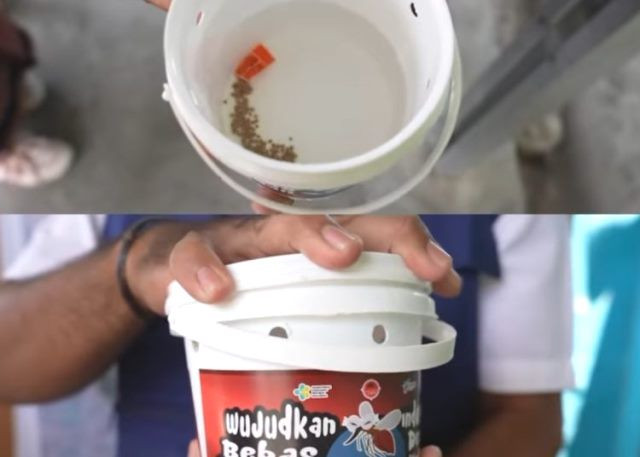 Kemenkes Terapkan Teknologi Wolbachia, Efektif Turunkan Kasus DBD
