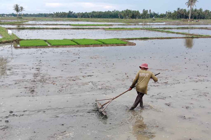 Ratusan Ha Lahan Persemaian Bibit Padi di Aceh Diserang Hama Keong