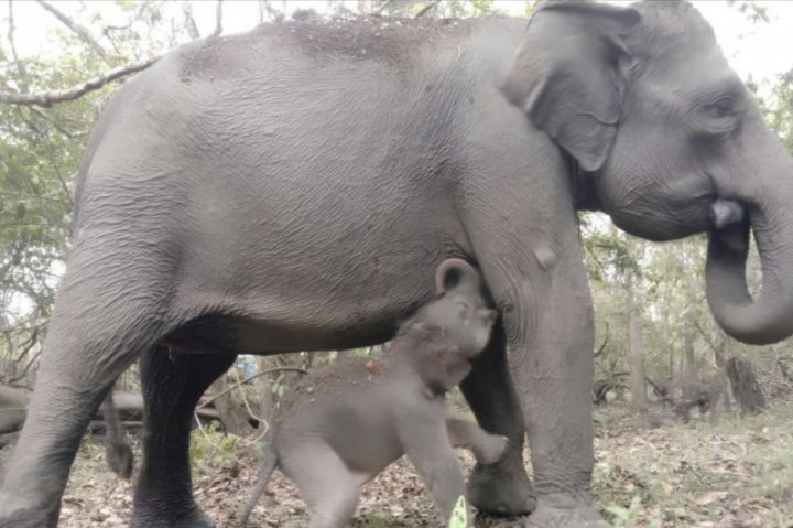 Seekor Anak Gajah Lahir di Taman Nasional Way Kambas Lampung
