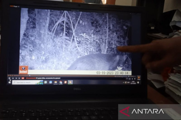 3 Macan Tutul Baru Terdeteksi Berada di Kawasan Gunung Ciremai