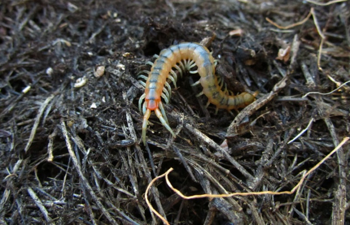 Populer Properti: Cek Sertifikat Tanah <i>Online</i> hingga Cegah Kelabang Masuk Rumah