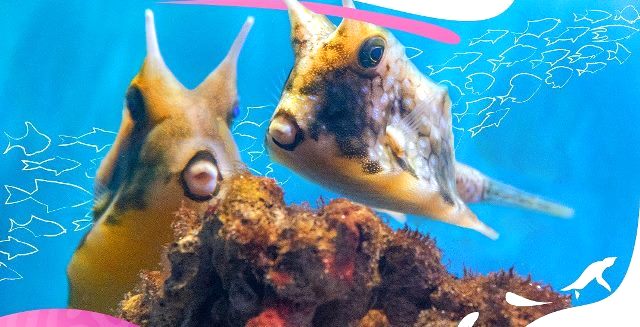 Domikado ajak anak interaksi dengan berbagai jenis hewan dan biota laut di Jakarta Aquarium & Safari. (Foto: Dok. Instagram Jakarta Aquarium & Safari/@jakartaaquarium)