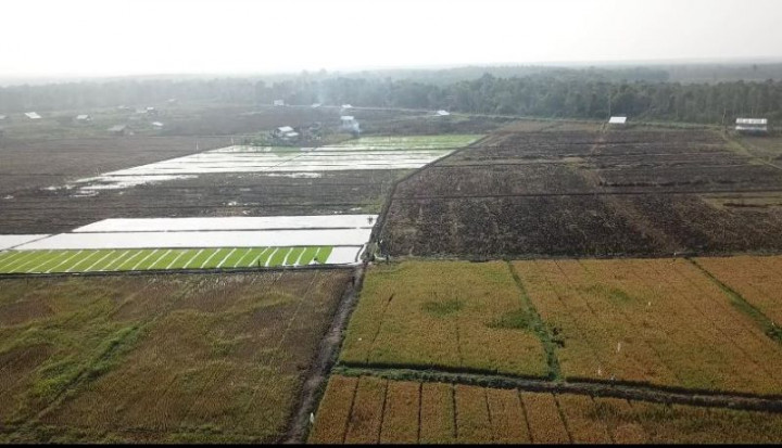 Upaya Pemerintah Tekan Impor Atasi Dampak El Nino