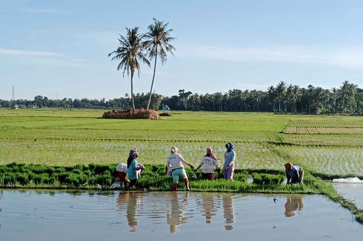 Musim Hujan, Petani di Pidie Aceh Tanam Serentak