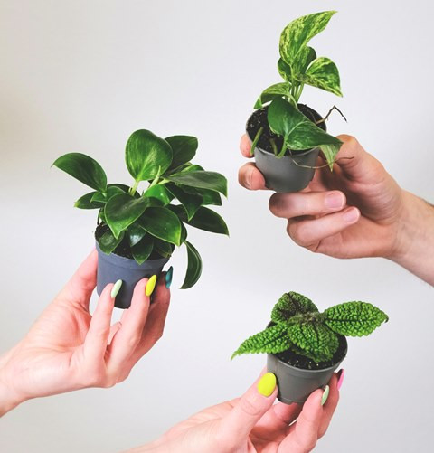 Varietas tanaman hias berikut akan menciptakan kesan baik. (Foto: Ilustrasi/Dok. Unsplash.com)