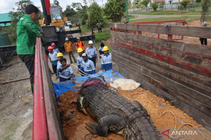 BKSDA Kaltim Pindahkan Buaya Riska ke Tabang Zoo Kukar