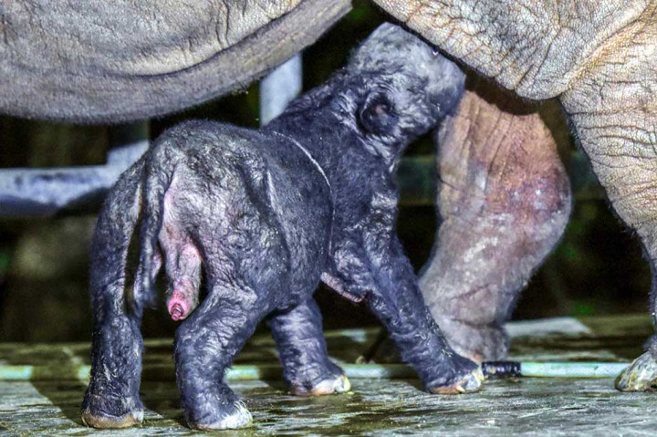 Bayi Badak Jantan Lahir di Taman Nasional Way Kambas