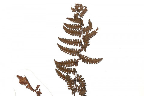 Tumbuhan paku . Foto: Branda Antaranews.