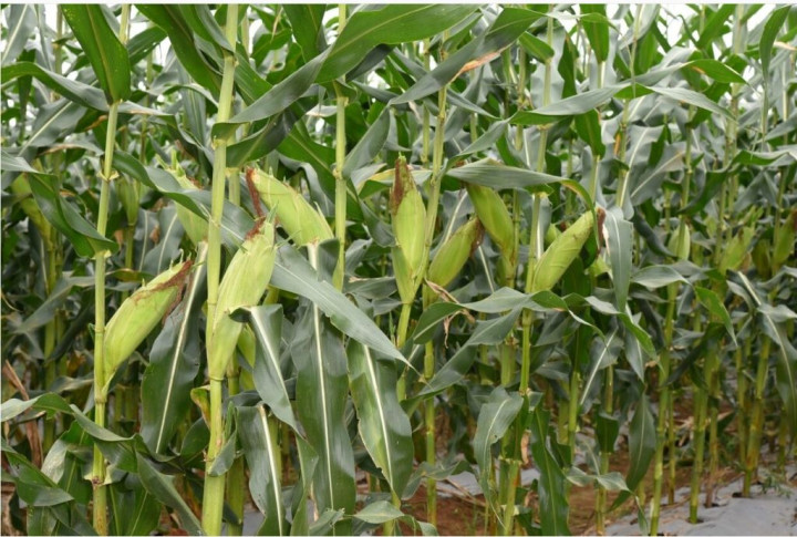 Petani Jagung Didorong untuk Manfaatkan Benih Berkualitas