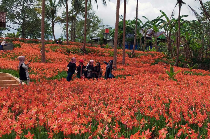 Menikmati Keindahan Bunga Amarilis yang Bermekaran di Gunung Kidul